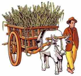 Sugarcane bullock cart