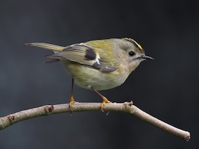 Goldcrest
(Regulus regulus) Goldcrest (Regulus regulus)