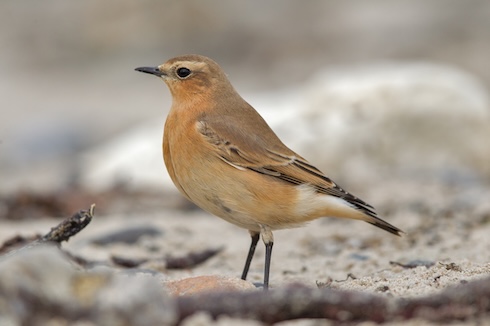 Northern wheatear female Northern wheatear female