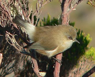 Zosterops borbonicus Zosterops borbonicus